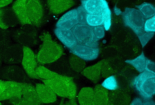 세포 증식 분석 | BrdU, MTT, WST-1 Cell Proliferation Assay 이미지