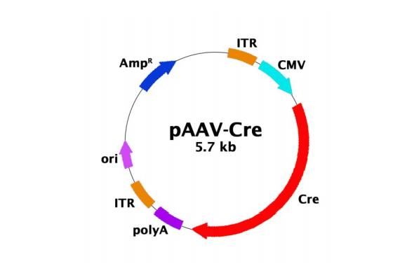 AAV Expression Vectors | AAV Rep-Cap Plasmids 이미지