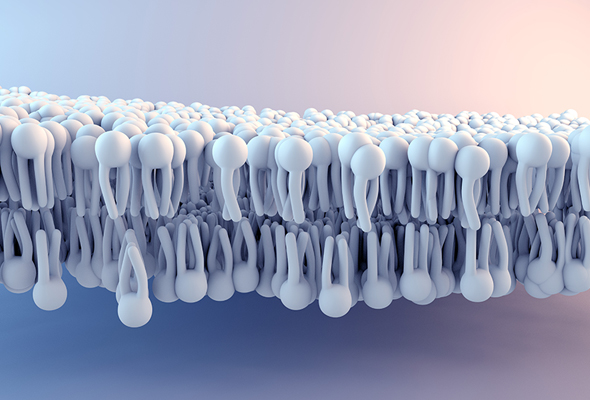 Phospholipid Assay Kit 이미지