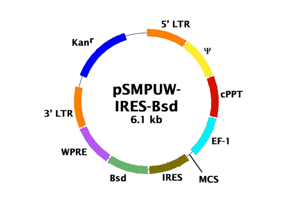 Lentiviral Expression Vector 이미지