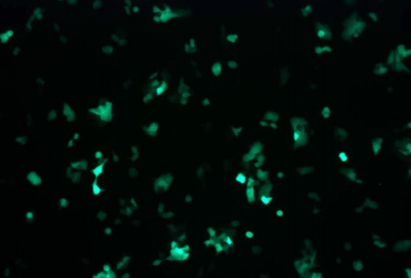 GFP Reporter Stable Cell Lines (293, A549, HeLa, NIH3T3, T47D) 이미지