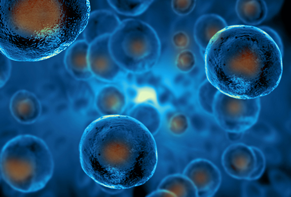 293 Cell Lines for AAV, Adenovirus, Lentivirus, Retrovirus Production 이미지