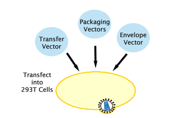 렌티바이러스 발현과 패키징 벡터 | ViraSafe™ Lentiviral Expression & Packaging 이미지