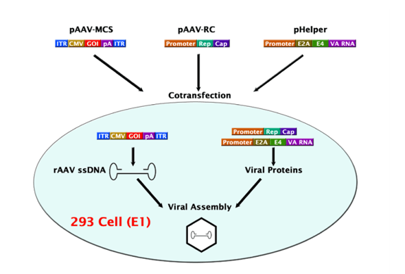 AAV Helper Free Packaging System | AAV Helper Free Expression System 이미지