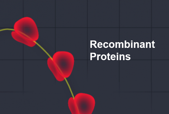 ARIGO Recombinant Proteins 이미지