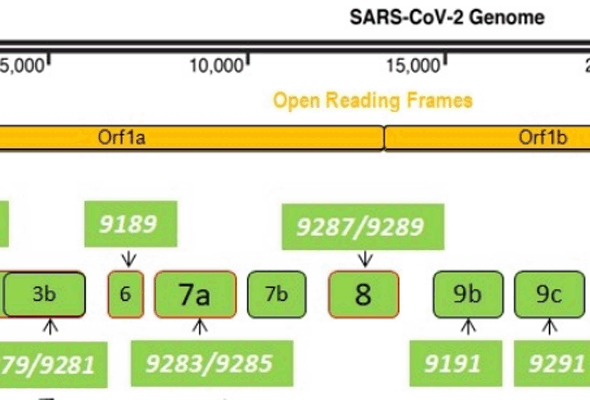 SARS-CoV-2 ORF Antibodies & Proteins 이미지