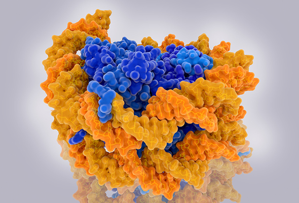 다양한 PTM이 반영된 뉴클레오좀 | Nucleosomes 이미지