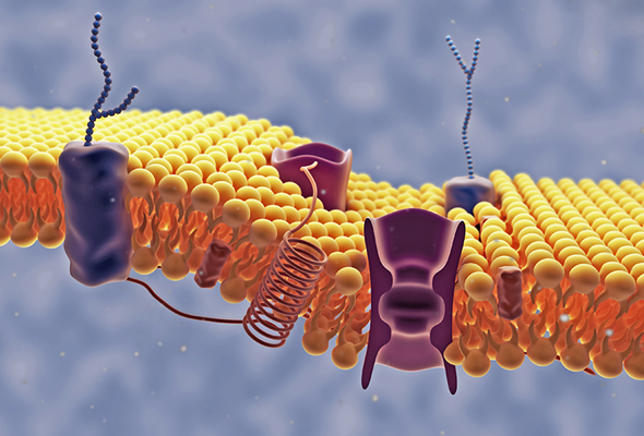 이온채널 항체 | Ion Channel Antibody 이미지