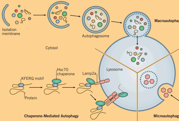 오토파지 연구 | Autophagy Research Small Molecules 이미지