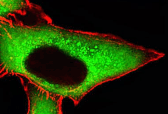 Cancer Stem Cell Marker Antibody 이미지