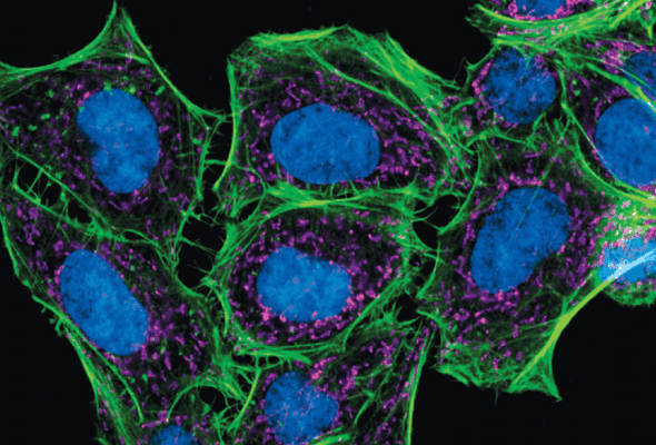 항체 라벨링 | Mix-n-Stain Antibody Labeling Kit 이미지