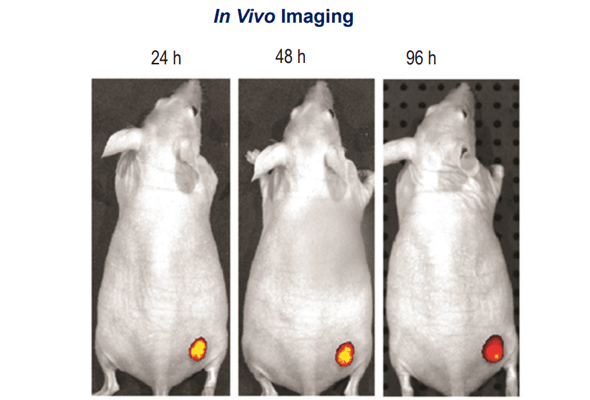 In vivo 이미징을 위한 항체 라벨링 | VivoBrite™ Rapid Antibody Labeling Kit 이미지