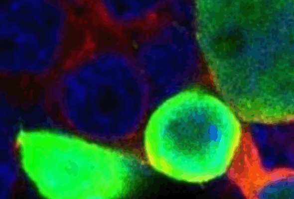 Luciferase Antibody & Protein 이미지