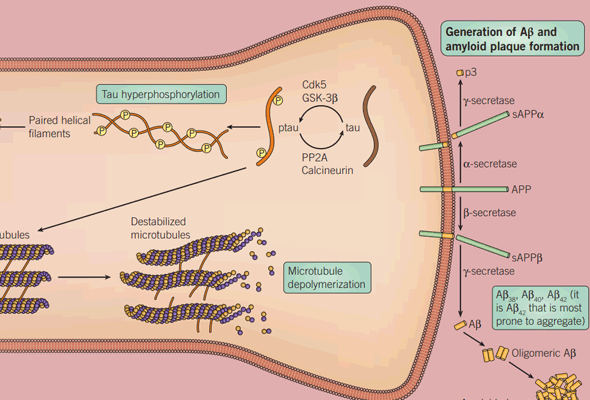 알츠하이머 인히비터 | Alzheimer's Disease Inhibitor 이미지