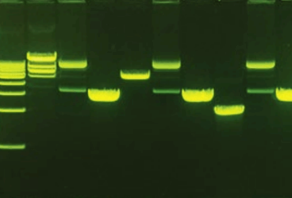 GreenGel™ Agarose PreCast Gel 이미지