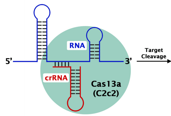 Cas9 ELISA Kit | Cas9 단백질 정량 이미지