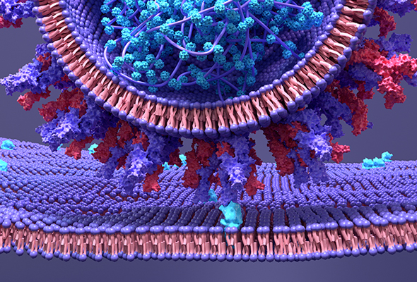 SARS-CoV-2 Cell Line 이미지