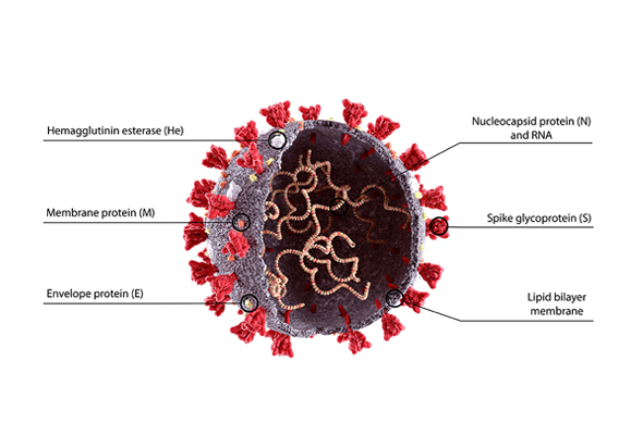 SARS-CoV-2 Proteins 이미지