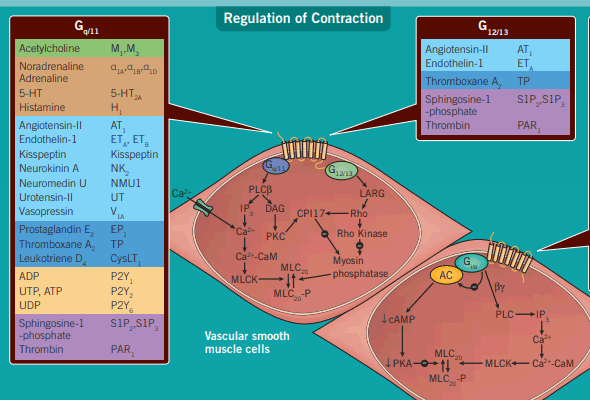 Cardiovascular System Small Molecules 이미지