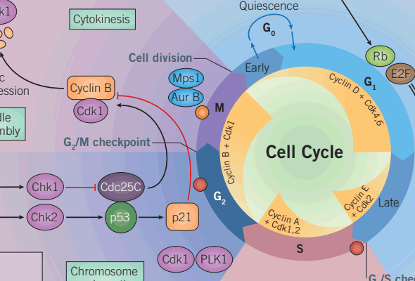 Cell Cycle & DNA Damage Repair Small Molecules 이미지