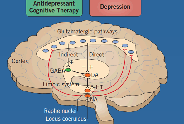 우울증 연구 | Depression Research Small Molecules 이미지