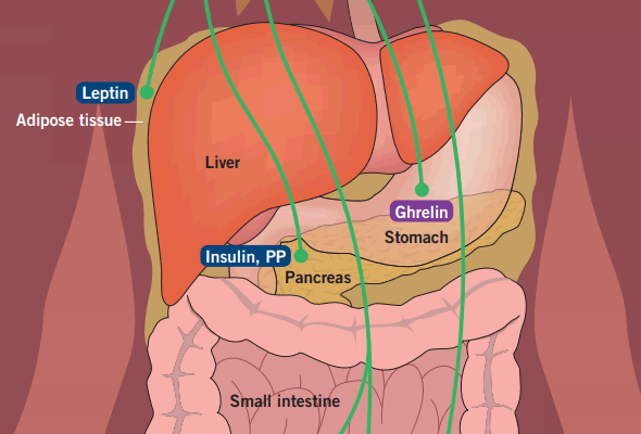 비만 조절 인히비터 | Gut Hormone Metabolism Small Molecules 이미지