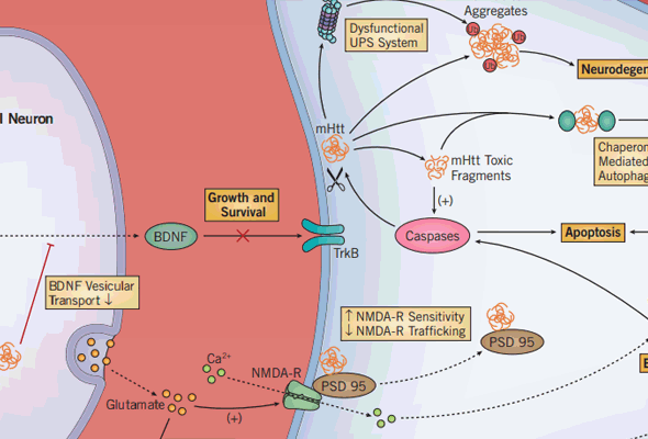 헌팅턴병 연구 | Huntington's Disease Small Molecules 이미지