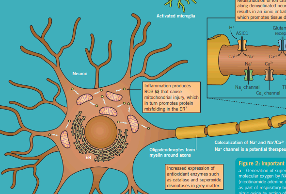 다발성 경화증 연구 | Multiple Sclerosis Research Small Molecule 이미지