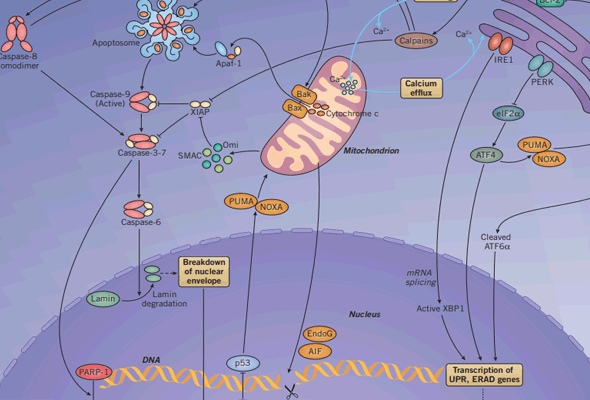 Apoptosis Inhibitors & Activators 이미지