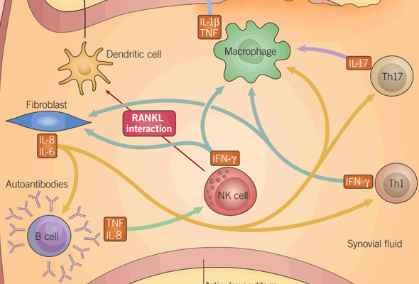 류마티스 관절염 연구 | Rheumatoid Arthritis Small Molecules 이미지