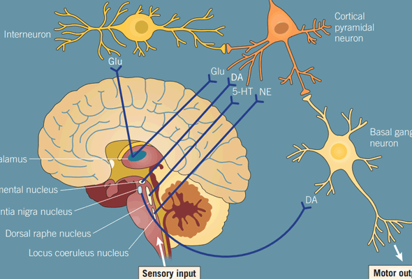 조현병 연구 | Schizophrenia Research Small Molecules 이미지