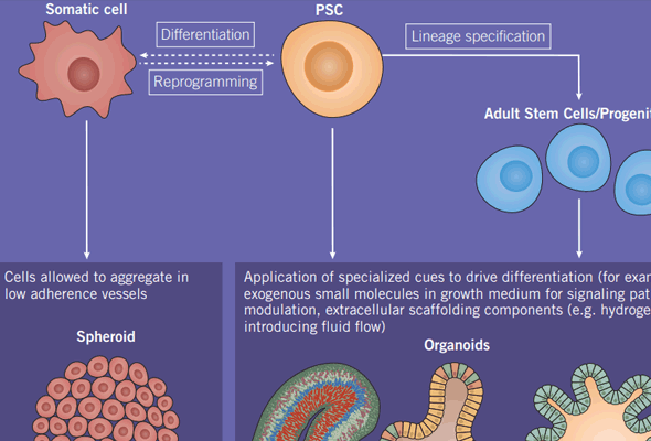 Stem cell 연구에 이용되는 Small Molecules 이미지