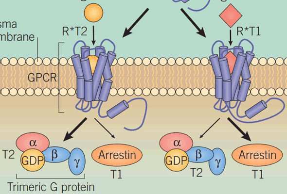 GPCR Pharmacology Inhibitors & Activators 이미지