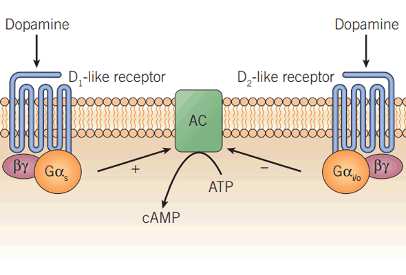 도파민 수용체 연구 | GPCR Dopamine Receptor Agonist & Antagonist 이미지