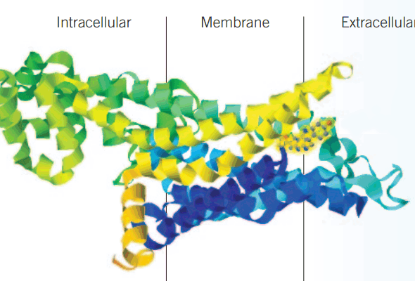 아데노신 수용체 연구 | GPCR Adenosine Receptor Agonist & Antagonist 이미지