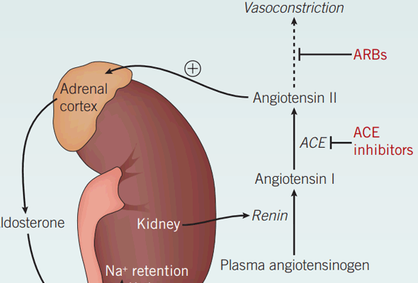 아드레날린 수용체 연구 | GPCR Adrenergic Receptor Agonist & Antagonist 이미지