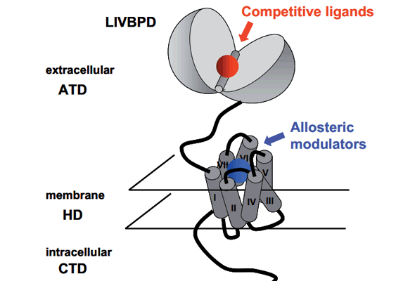 Ionotropic Glutamate Receptor I Metabotropic Glutamate Receptor 이미지