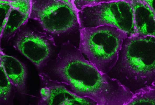 Fluorescent Probes and Stains 이미지