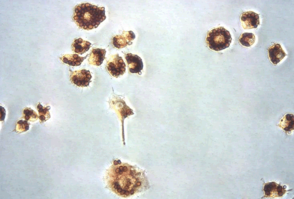 Phagocytosis Assay Kit 이미지