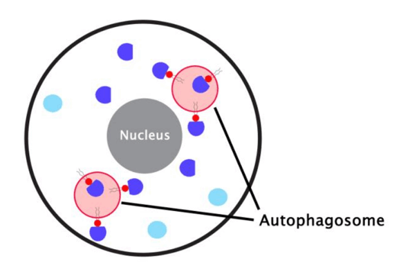 오토파지 ELISA Kit | Autophagy ELISA Kit 이미지