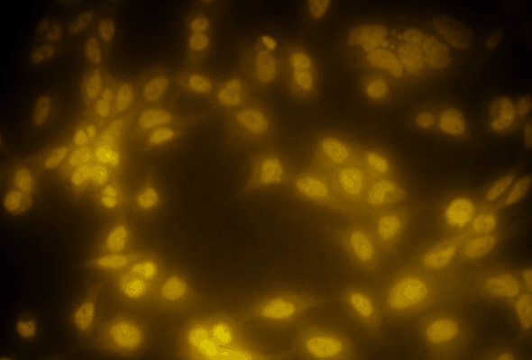 HDAC Antibody 이미지