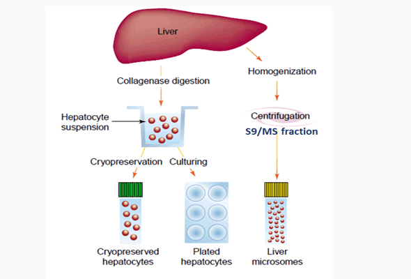 Microsome /S9/Cytosol 이미지