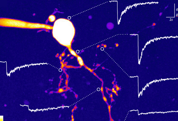 GPCR Caged Compounds | Photolysis 이미지