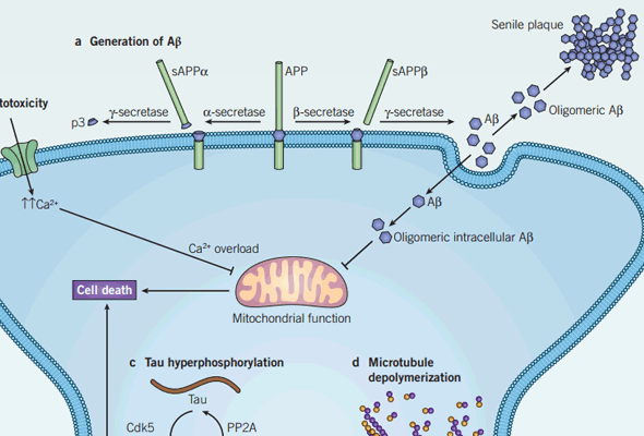 아밀로이드베타 펩타이드│Beta-Amyloid Peptide 이미지