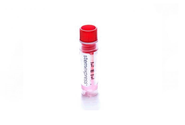 Bone Marrow Mesenchymal Stem Cells (MSCs) 이미지