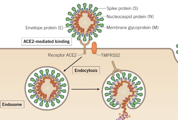 SARS-CoV-2 Inhibitors 이미지