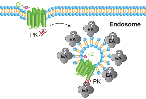 PathHunter eXpress GPCR Internalization Assay | GPCR 내재화 분석 키트 이미지