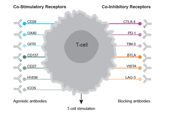 Immune Checkpoint Signaling Bioassay Kit 이미지