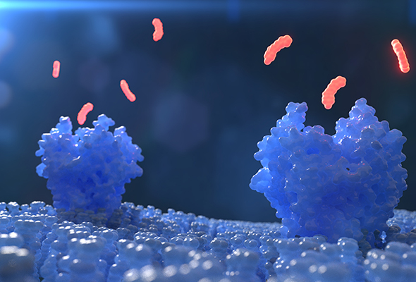 PathHunter NHR Protein Interaction Assay Cell line 이미지