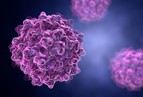 Adenovirus Antibody & Protein 이미지